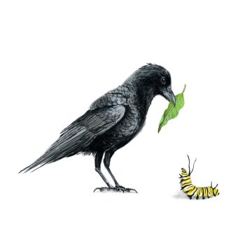 Raven and Monarch I Print