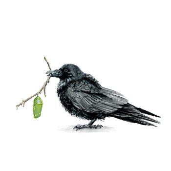 Raven and Monarch II Print