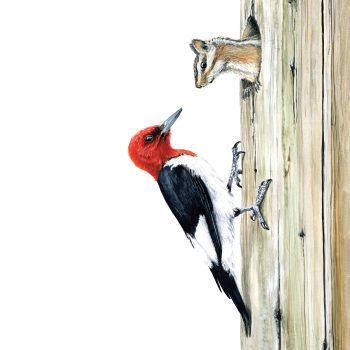 Red-headed Woodpecker & Chipmunk Print