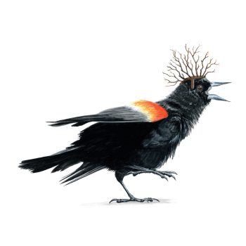 Red-winged Blackbird I Print
