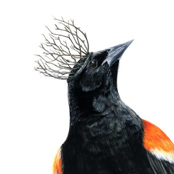 Red-winged Blackbird II Print