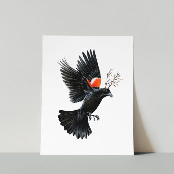 Red-winged Blackbird III Print