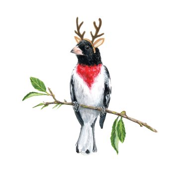 Rosy Grosbeak Print