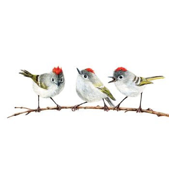 Ruby-crowned Kinglets Print