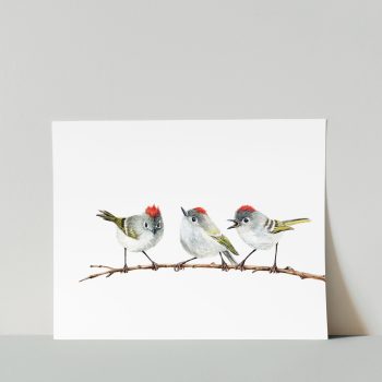 Ruby-crowned Kinglets Print