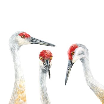 Sandhill Cranes Print