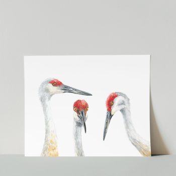 Sandhill Cranes Print