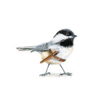 Sharp Chickadee Print