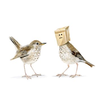 Swainson’s Thrush Print