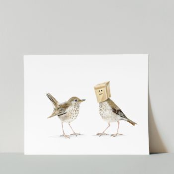 Swainson’s Thrush Print