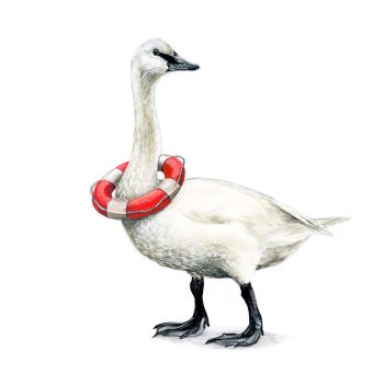 Trumpeter Swan Print