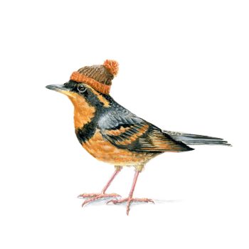 Varied Thrush Print