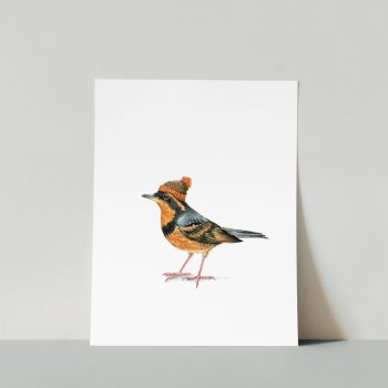 Varied Thrush Print