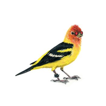 Western Tanager Print