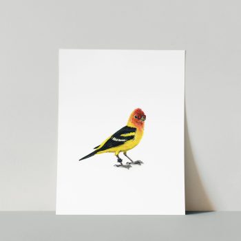 Western Tanager Print