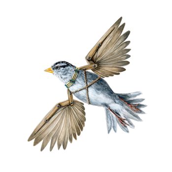 White-Crowned Sparrow Print