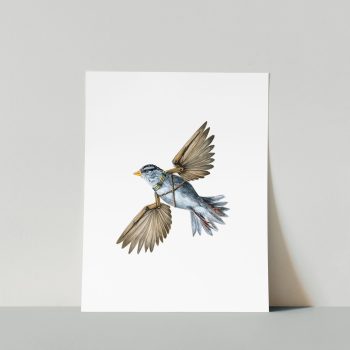 White-Crowned Sparrow Print