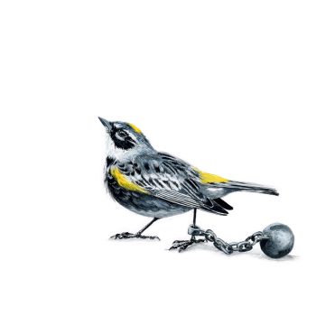 Yellow-rumped Warbler I Print