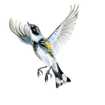 Yellow-rumped Warbler II Print