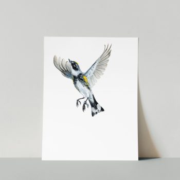 Yellow-rumped Warbler II Print