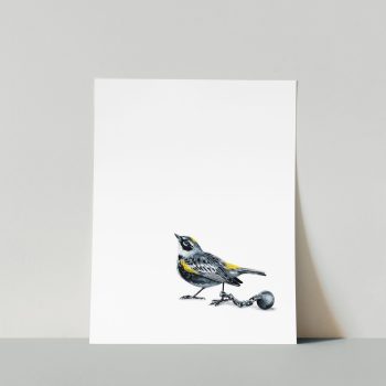 Yellow-rumped Warbler I Print