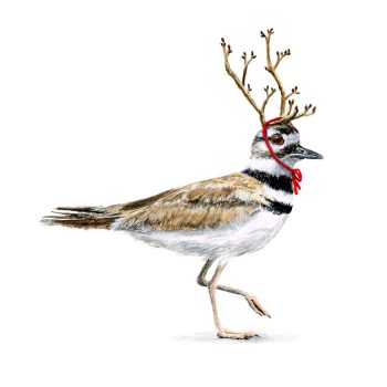Killdeer Print