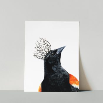 Red-winged Blackbird II Print