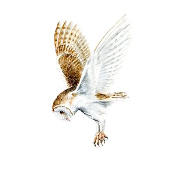 Barn Owl