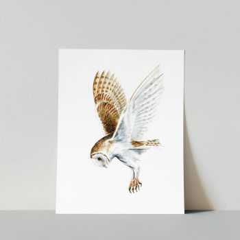 barn owl print