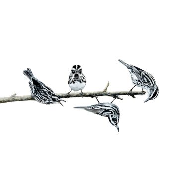 Black & White Warblers