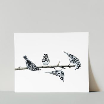 Black & White Warblers Print