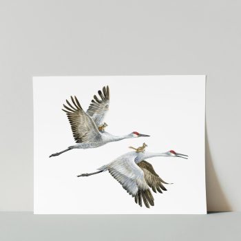 Sandhill Cranes 2 Print