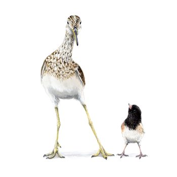 Upland Sandpiper & Junco