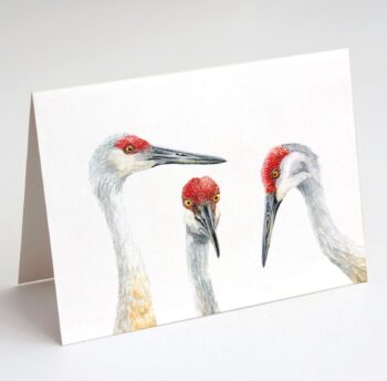 Sandhill Cranes Card