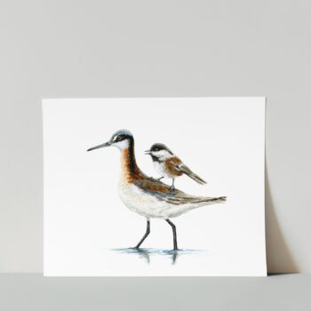 Phalarope and Chickadee Print