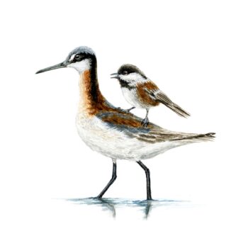 Phalarope and Chickadee