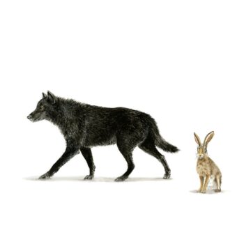 Wolf and Hare print