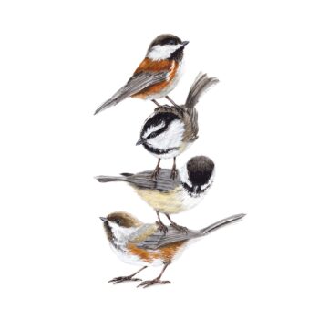 Four Chickadees original painting