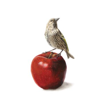 pine siskin original painting