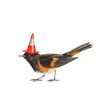 Original painting Redstart