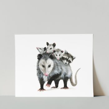 Opossum Print