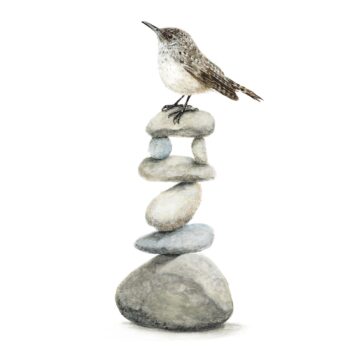 Rock Wren Painting