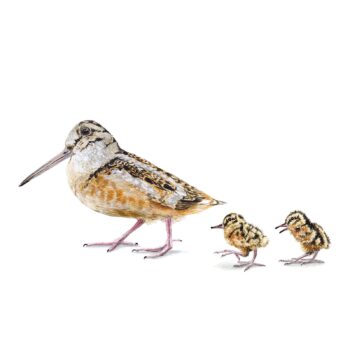Woodcock Painting
