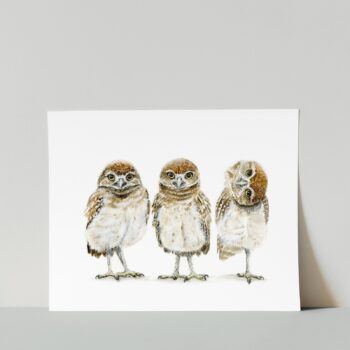 burrowing owls print