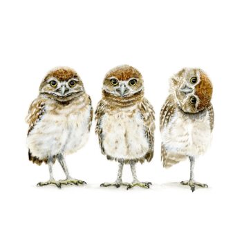 Burrowing Owls